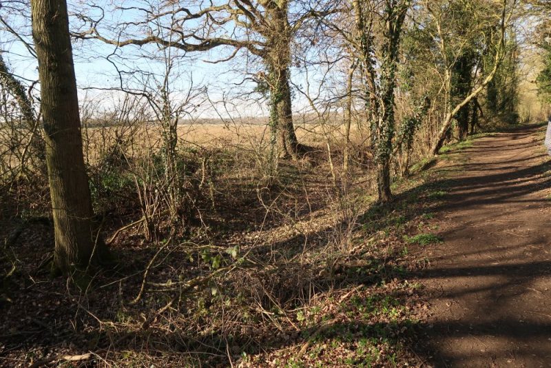 Western edge of Radley Large Wood pictured in February 2019