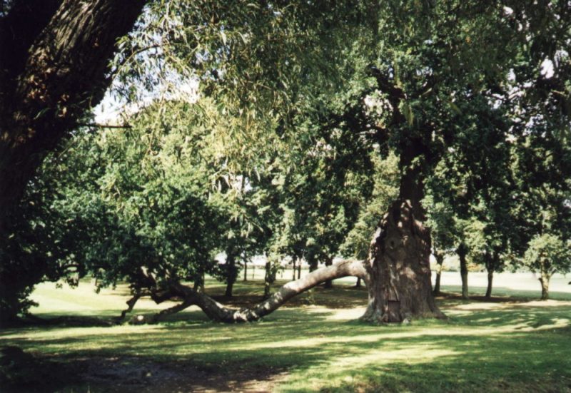 Ancient oak tree at Radley College known as the Radley Oak, October 2000